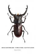 hexarthrius forsteri kiyotamii